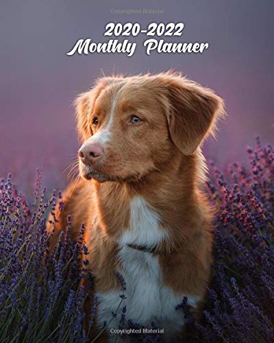 2020-2022 Monthly Planner: Pretty 3 Year Monthly Organizer, Schedule Calendar & Agenda with 36 Months Spread View - Nova Scotia Duck Tolling Retriever - Toller In Lavender Field In Provence, France