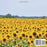 Please write in My Visitor Book: Sunflower cover |  Guest record and log for seniors in nursing homes, eldercare situations, and for anyone who struggles to remember visit details!
