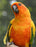 Notebook: bird sun conure conures birds parrot parakeet aviculture aviary