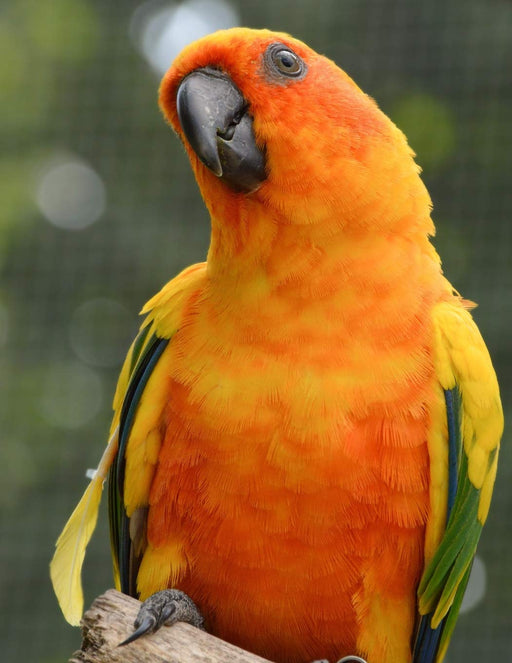Notebook: bird sun conure conures birds parrot parakeet aviculture aviary