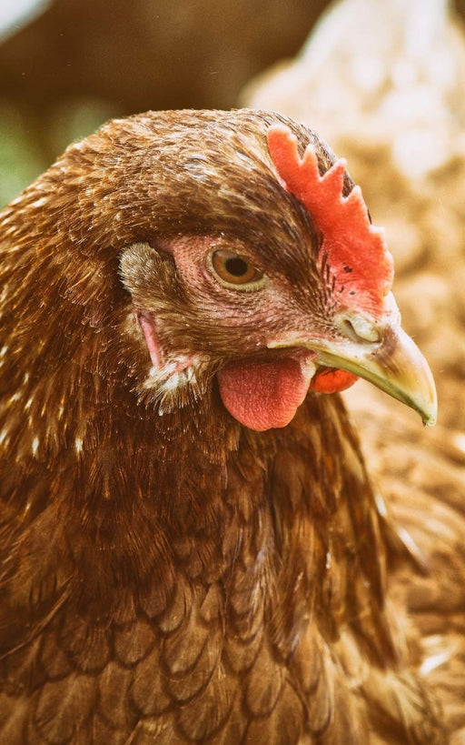 Notebook: portrait chicken poultry hen farm head bird