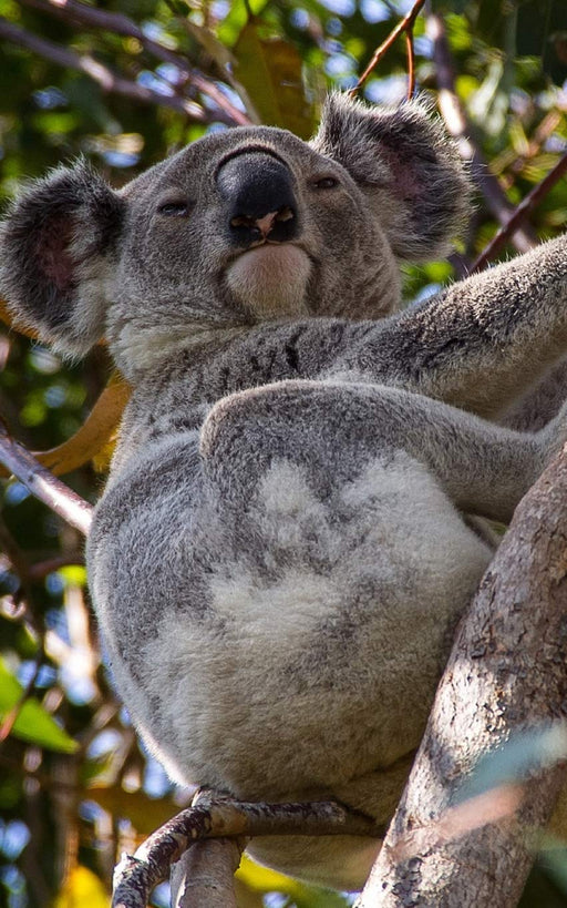 Notebook: Koala Australian Wildlife Animals Cute Cuddly 5" x 8" 150 Ruled Pages
