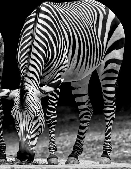 Notebook: zebra horse mountain zebras Africa equine donkey zoo African safari herd wildlife wild