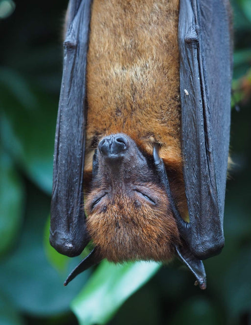 Notebook: Flying fox mammal vampire bat bats fruit mammals vampires fruity black brown flying micro