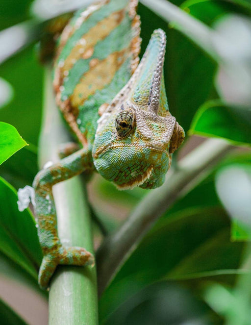 Notebook: Chameleon animal green lizard insects changing color reptile reptiles insect lizards scales