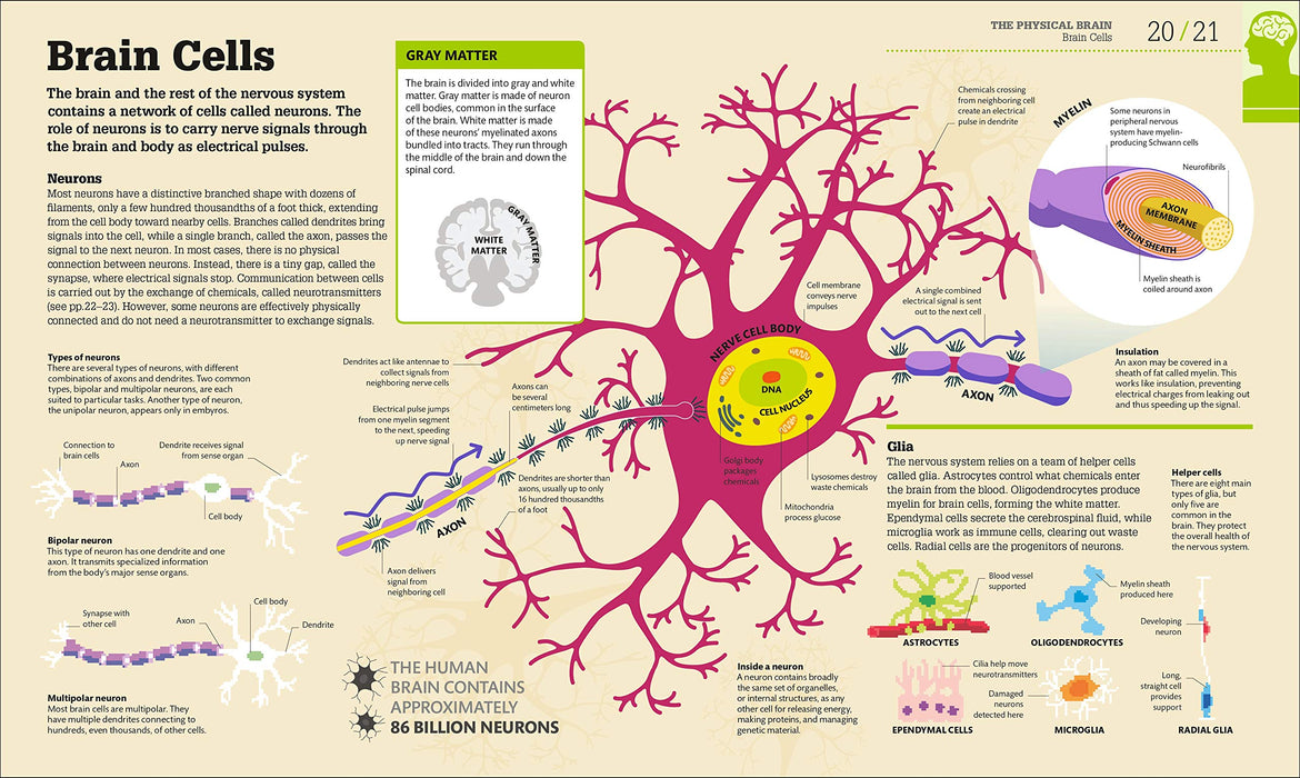 How the Brain Works: The Facts Visually Explained (How Things Work)